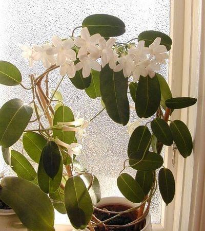 stephanotis2