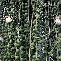 senecio row