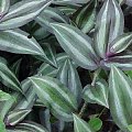 Tradescantia zebrina