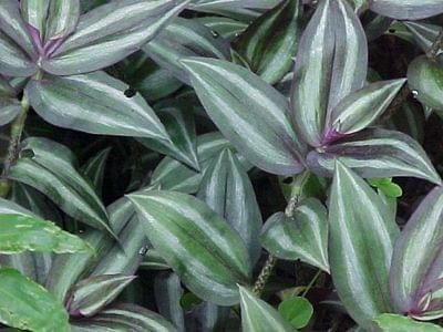 Tradescantia zebrina