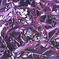 trzykrotka pallida