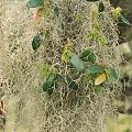 Tillandsia usneoides
