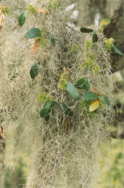 Tillandsia usneoides