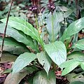 tacca2