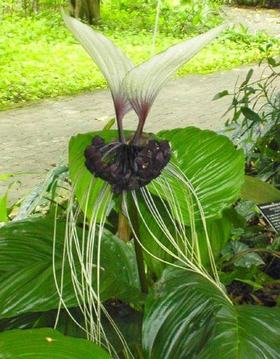 tacca1