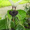 tacca1