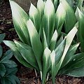 aspidistra_asahi