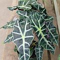 alocasia1