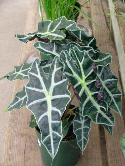 alocasia1