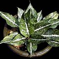 aglonema coctatum