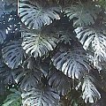 filodendron2