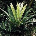 blechnum discolor