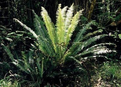 blechnum discolor