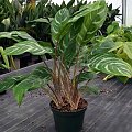 aglonema2