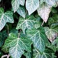 hedera3