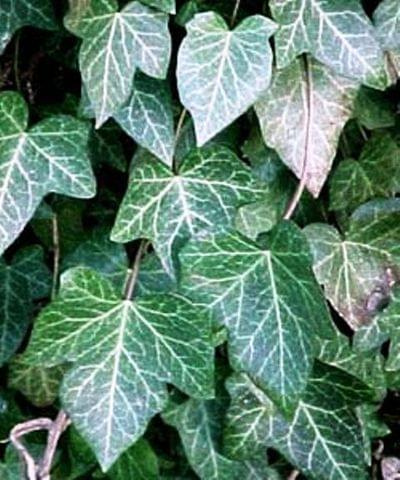 hedera3