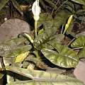 alocasia sinuata
