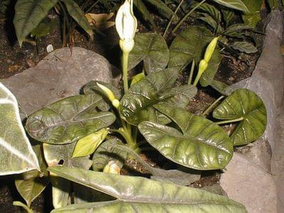 alocasia sinuata