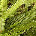 Nephrolepis exaltata