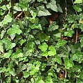 hedera 1
