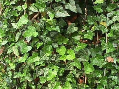 hedera 1