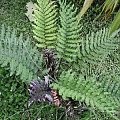 blechnum_chilense