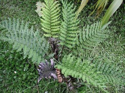 blechnum_chilense