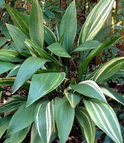 aspidistra_variegeta