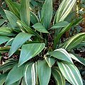 aspidistra_variegeta
