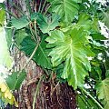 folodendron1