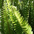Nephrolepis cordifolia