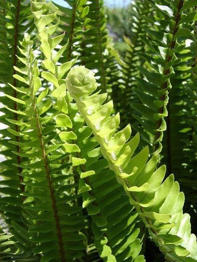 Nephrolepis cordifolia