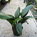 Aspidistra elatior