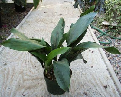 Aspidistra elatior