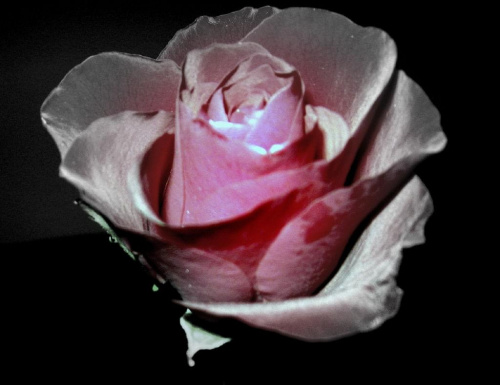 ta sama samotna róza