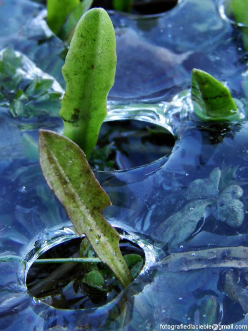 Doniczki ? #lód #zima #woda #rośliny #natura #makro