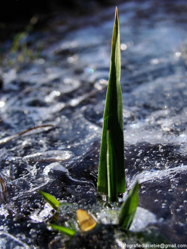 Wbrew przeciwnościom ... rośnie :) #lód #zima #woda #rośliny #natura #makro