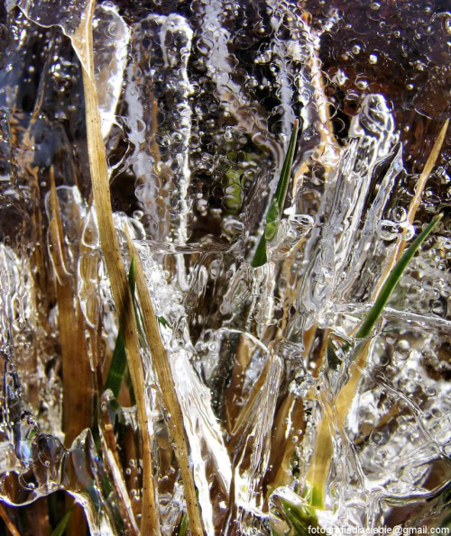 Spowite lodem #lód #zima #woda #rośliny #natura #makro