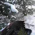 Na Podlasiu Zima trzyma, Na biało się nosi - i do lasu prosi ;)