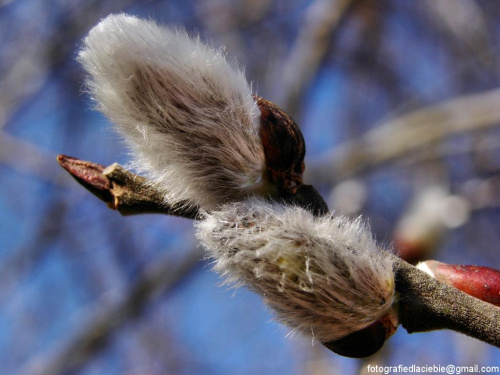 Bazie :) #bazie #rośliny #wiosna #natura #pąki #makro