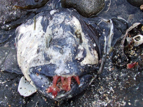 coś, co zostało z czegoś, co chyba było rybą #Islandia #monstrum #potwór #ryba #plaża #morze