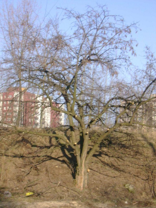 Sosnowiec - Bagry