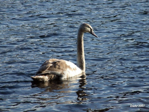 Lubie te ptaszki