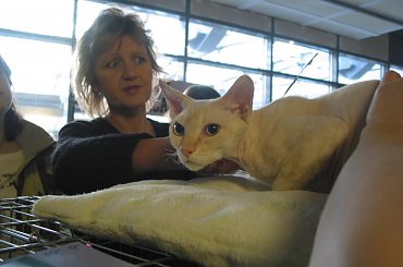 18.02.2007 Pokaz Kotów #kot #pokaz