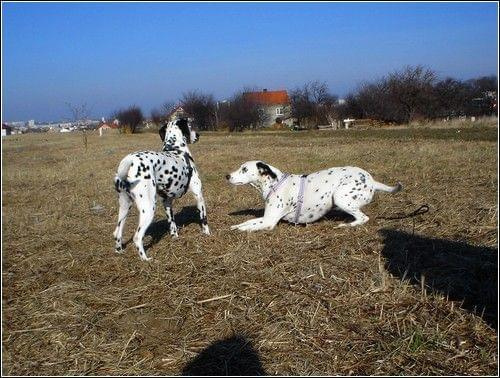 Figa i Aza - spotkanie kropków