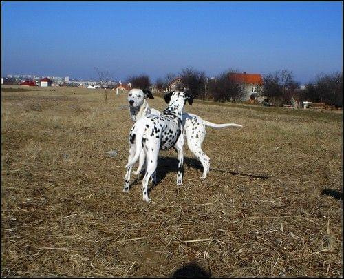 Figa i Aza - spotkanie kropków