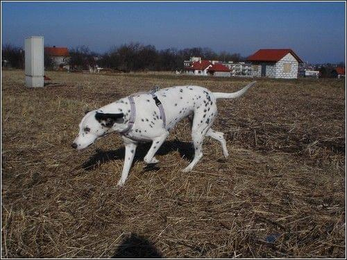 Figa i Aza - spotkanie kropków