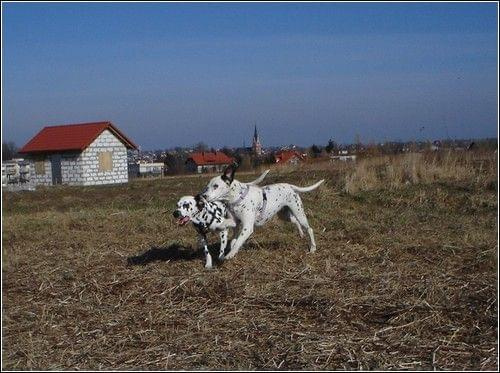 Figa i Aza - spotkanie kropków