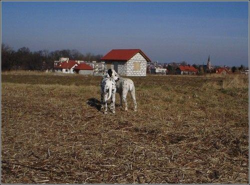 Figa i Aza - spotkanie kropków