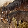 Olta i Ofirka, Olta wsuwa a córeczka myśli że też jej wolno... #koń #konie